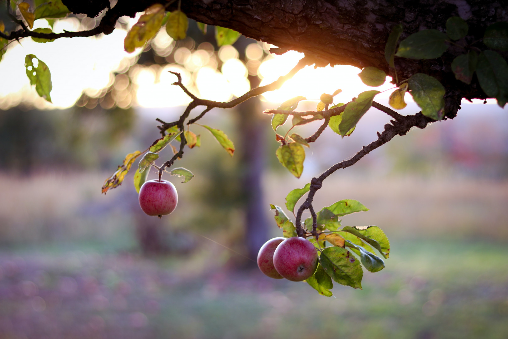 apples